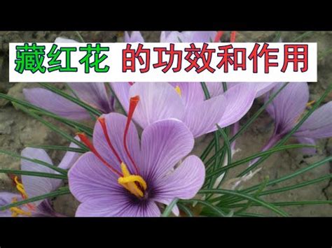 番紅花禁忌